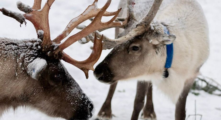 Excursie rendierboerderij bezoeken